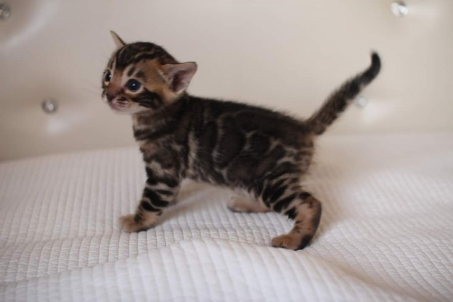 분양중인 뱅갈고양이 장군이 성장 모습~ 관련 이미지 3