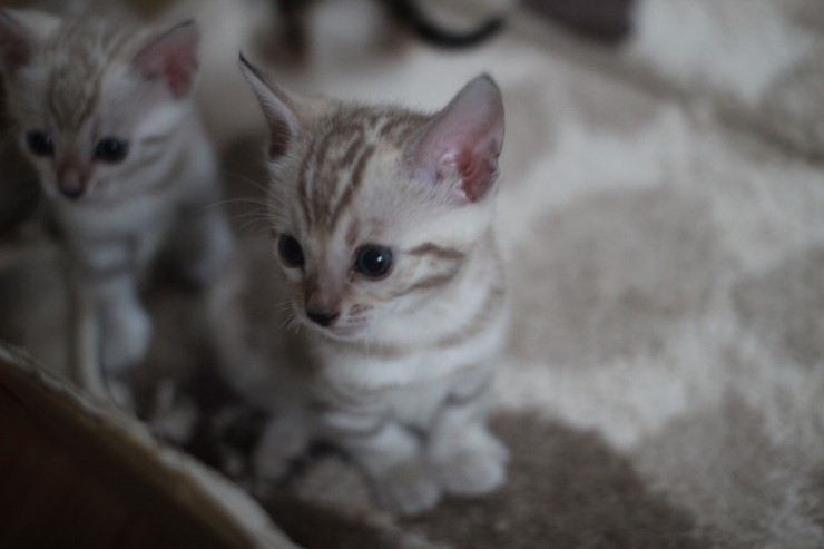 뱅갈고양이 6남매 꼬맹이들~ 관련 이미지 4