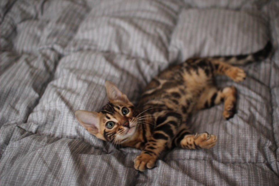 뱅갈고양이 장군이 분양 합니다 (오늘 모습) 관련 이미지 2