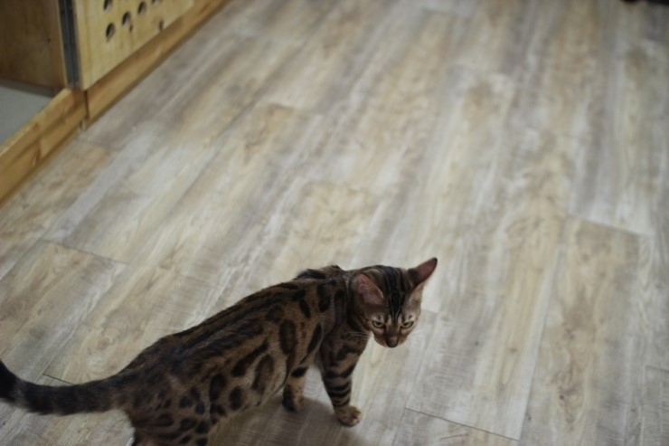 뱅갈고양이, 스노우뱅갈고양이 아이들과 함께 재밌게 지내고 있습니다^^... 관련 이미지 8