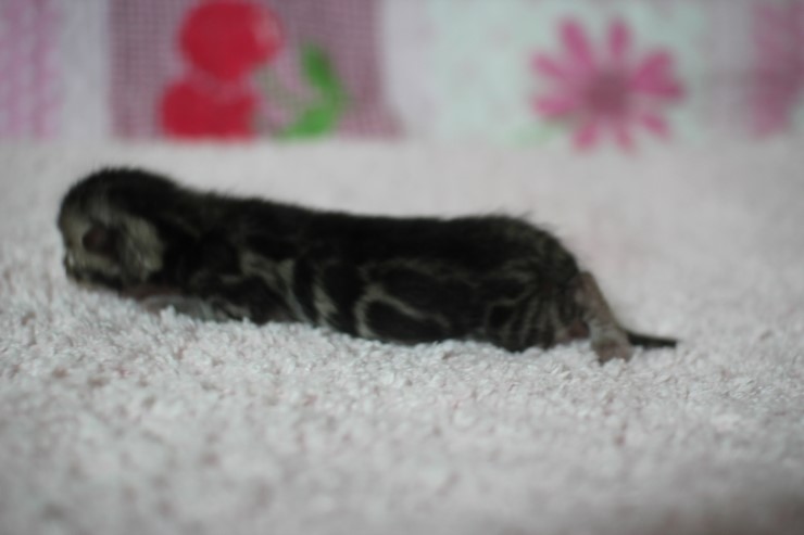 클라우드 로젯 실버뱅갈고양이 꼬물이 여아예요 관련 이미지 4