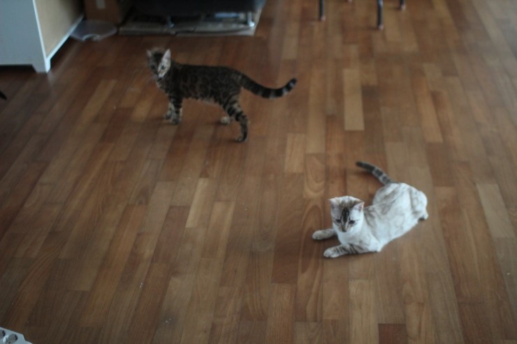 뱅갈고양이 큰 아이들 근황~ 관련 이미지 4