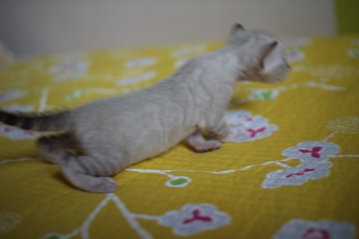 실링스 뱅갈고양이 키퍼 여아예요~ 관련 이미지 3