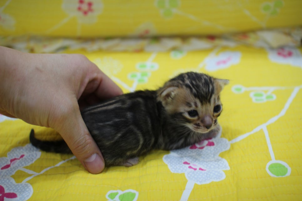 꽉찬 빅로젯이 멋진 브라운 뱅갈고양이 여아예요~ 관련 이미지 3