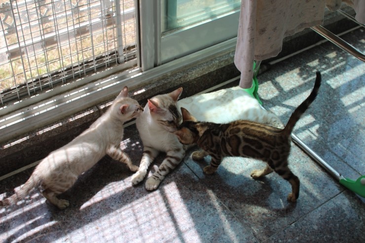 실링스 뱅갈고양이 키나는 꼬맹이들을 너무나 좋아해요~ 관련 이미지 4