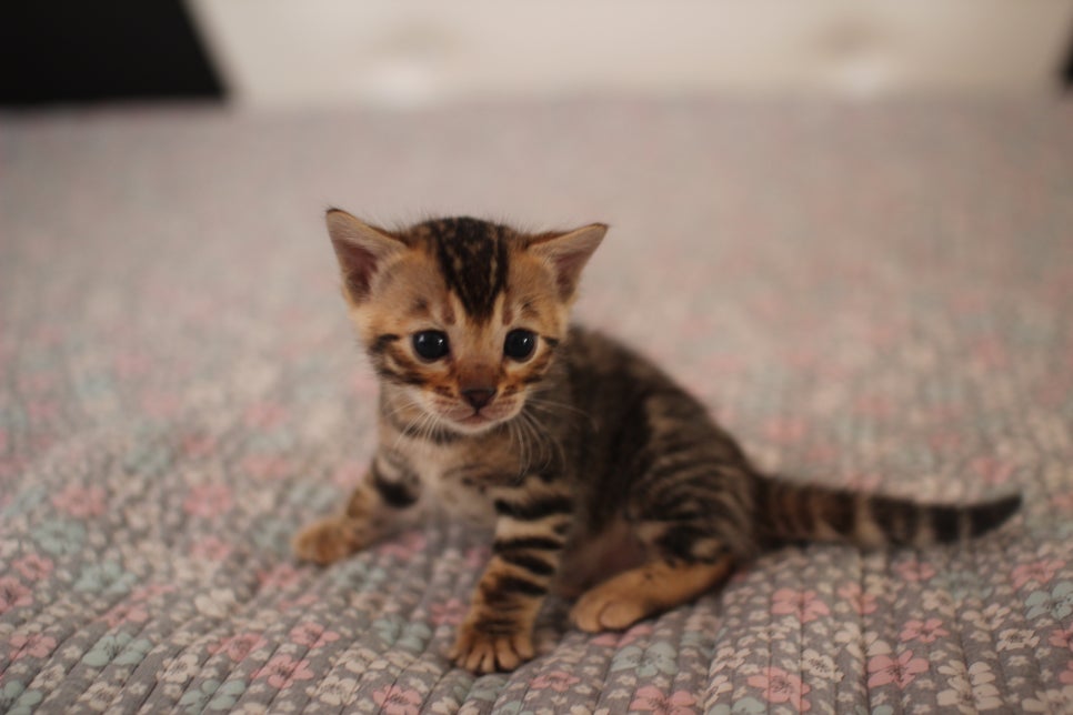 브라운 남아,여아 분양합니다~ 관련 이미지 11