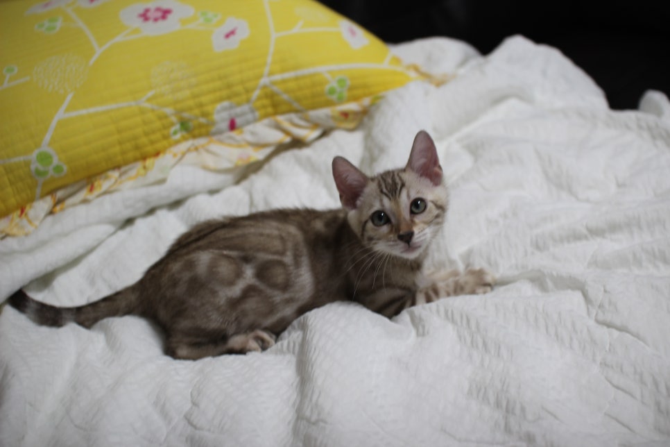 실밍크뱅갈고양이 깜찍이 여아 분양중~ 관련 이미지 4