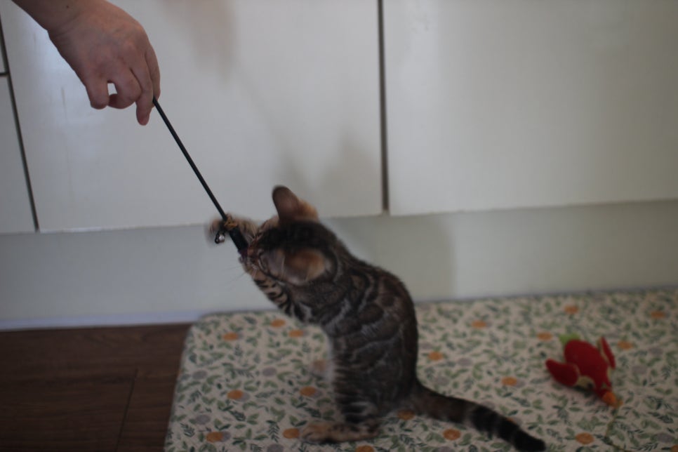 브라운,스노우 뱅갈고양이 여아들 분양해요~ 관련 이미지 8