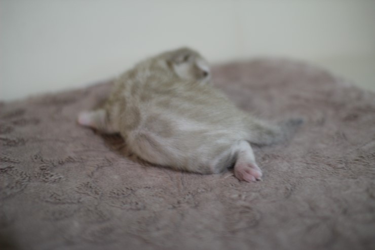 스노우 뱅갈고양이 여아 밍크걸 분양 합니다~ 관련 이미지 9