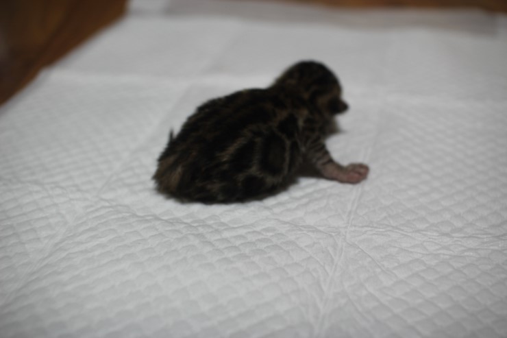 뱅갈고양이 꼬물이들 3일째~ 관련 이미지 1