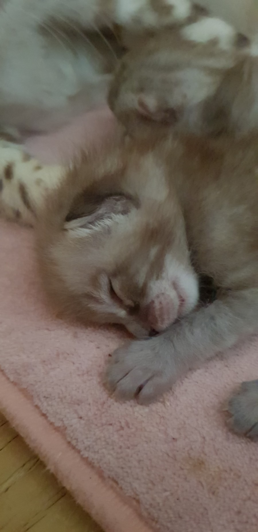 밍크차콜 뱅갈고양이 꼬물이 꿈나라로~ 관련 이미지 1