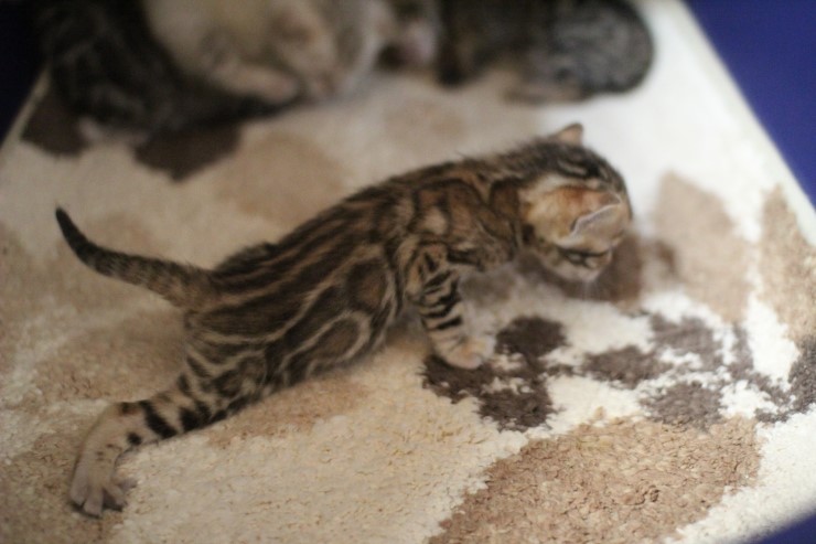 브라운 뱅갈고양이 꼬물이 걷기 시작했어요. 관련 이미지 1