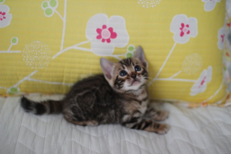 브라운 뱅갈고양이 여아 다롱이 분양해요~ 관련 이미지 3