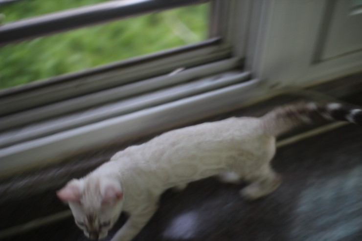 스노우 뱅갈고양이 흰둥이예요~ 관련 이미지 2