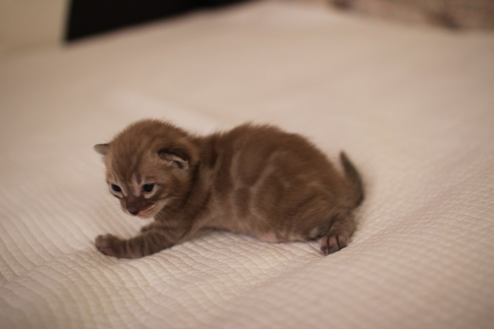 고퀄리티 스노우뱅갈고양이 아이들 분양합니다~ 관련 이미지 7