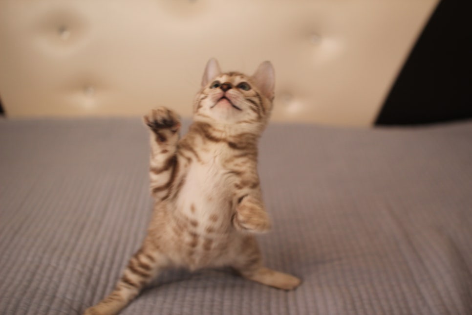 실밍크,브라운,실버뱅갈고양이 분양 합니다~ 관련 이미지 7