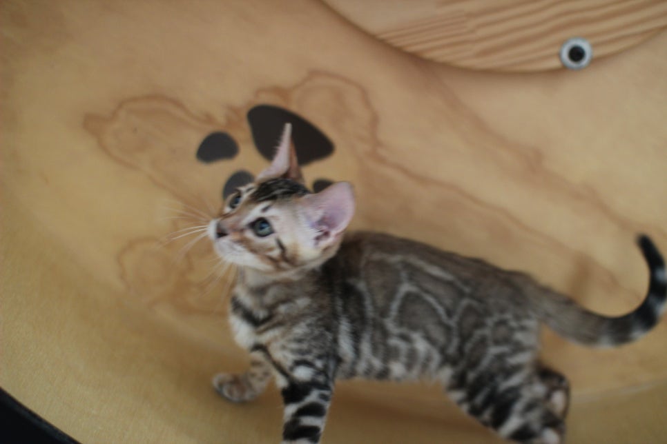 클라우드 로젯이 멋진 뱅갈고양이 여아 분양해요~ 관련 이미지 4