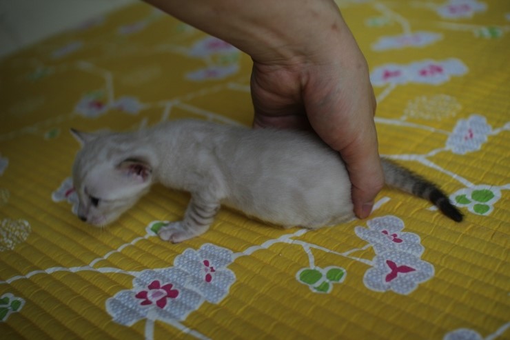 실링스 뱅갈고양이 키퍼 여아예요~ 관련 이미지 8
