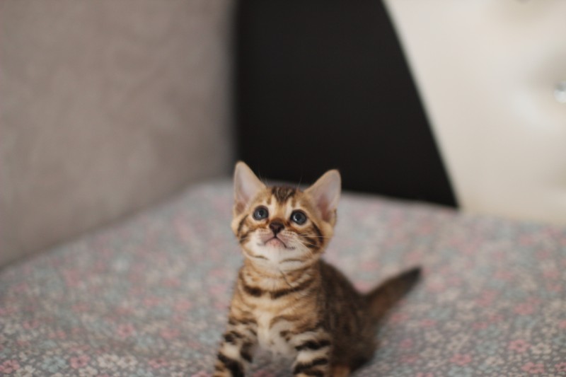 뱅갈고양이 여아예요~ 관련 이미지 1
