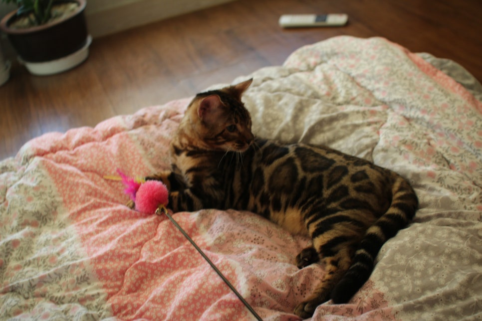 완전완전 개냥이 건강한 근육질 뱅갈고양이 남아 분양해요~ 관련 이미지 6