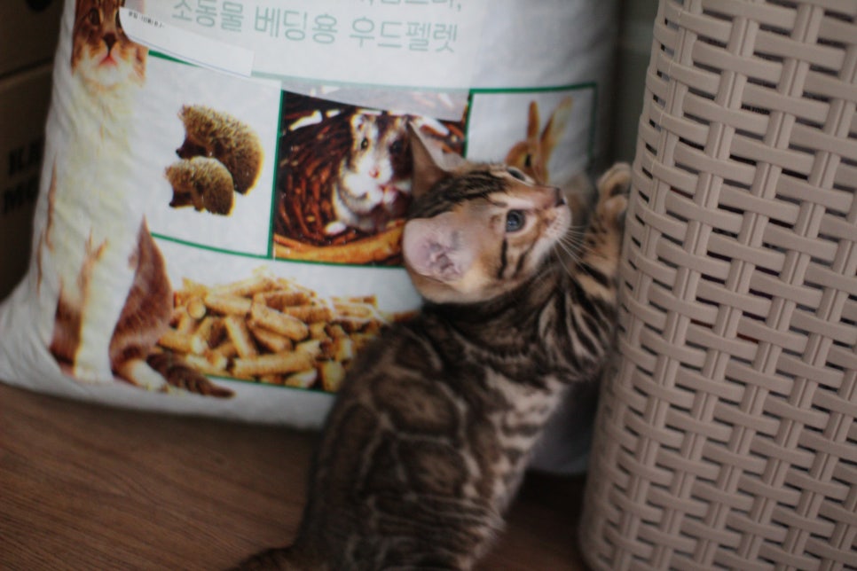 빅로젯 뱅갈고양이 형제 거실에서 한컷~ 관련 이미지 12