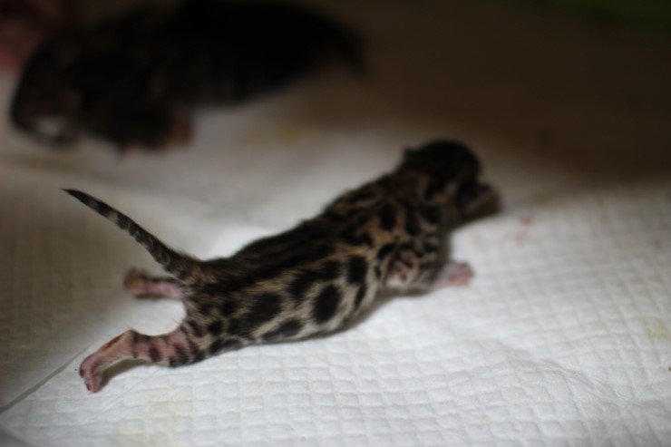 뱅갈고양이,뱅갈고양이 분양,빅로젯 꼬맹이들 태어났어요~ 관련 이미지 7