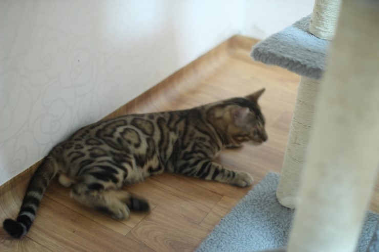 뱅갈고양이 장고 신났네요 ㅎㅎㅎ 관련 이미지 9