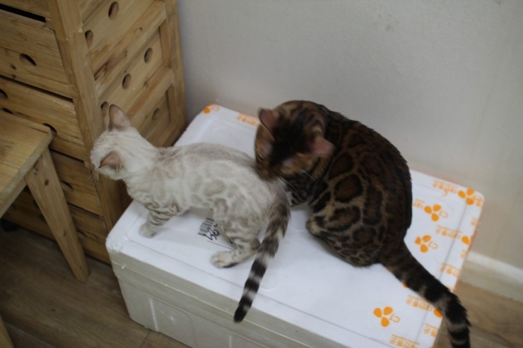 뱅갈고양이,뱅갈고양이 분양,닭고기는 마니커~~~ 관련 이미지 8
