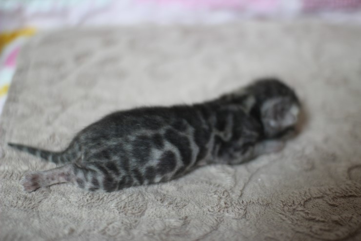 실버뱅갈고양이 꼬물이들 탄생 샤샤샷 관련 이미지 14