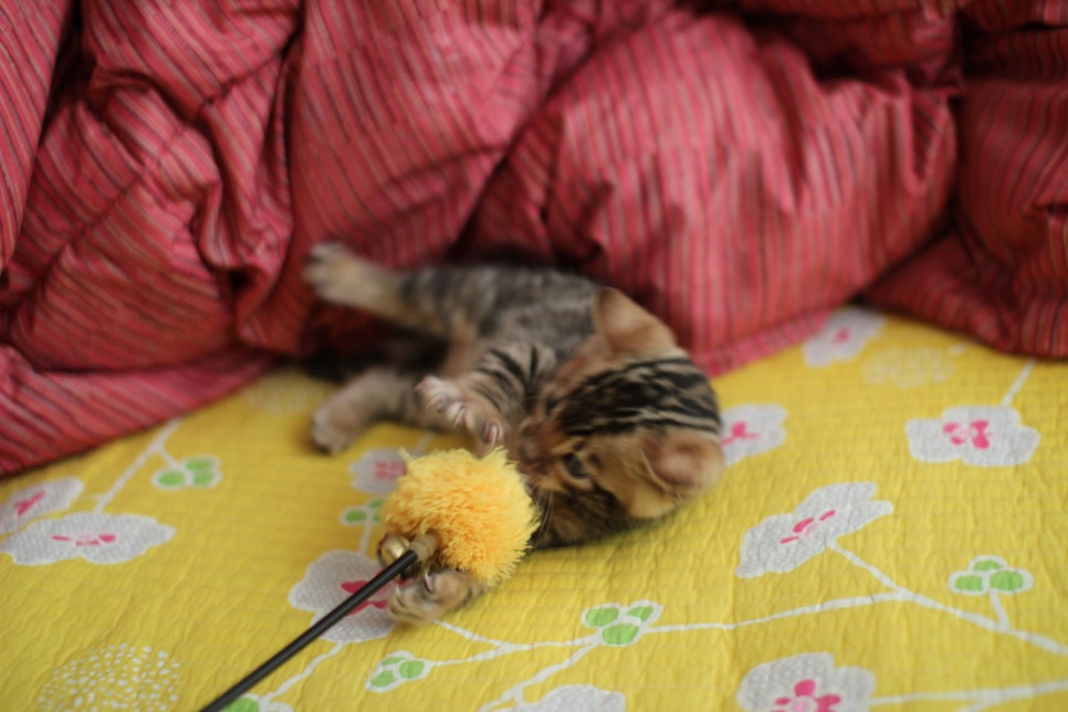 뱅갈고양이 남아 분양중 입니다~ 관련 이미지 6