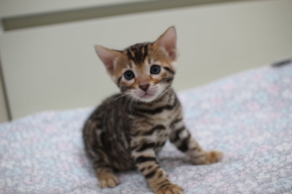 브라운 뱅갈고양이 여아1 분양해요~ 관련 이미지 3