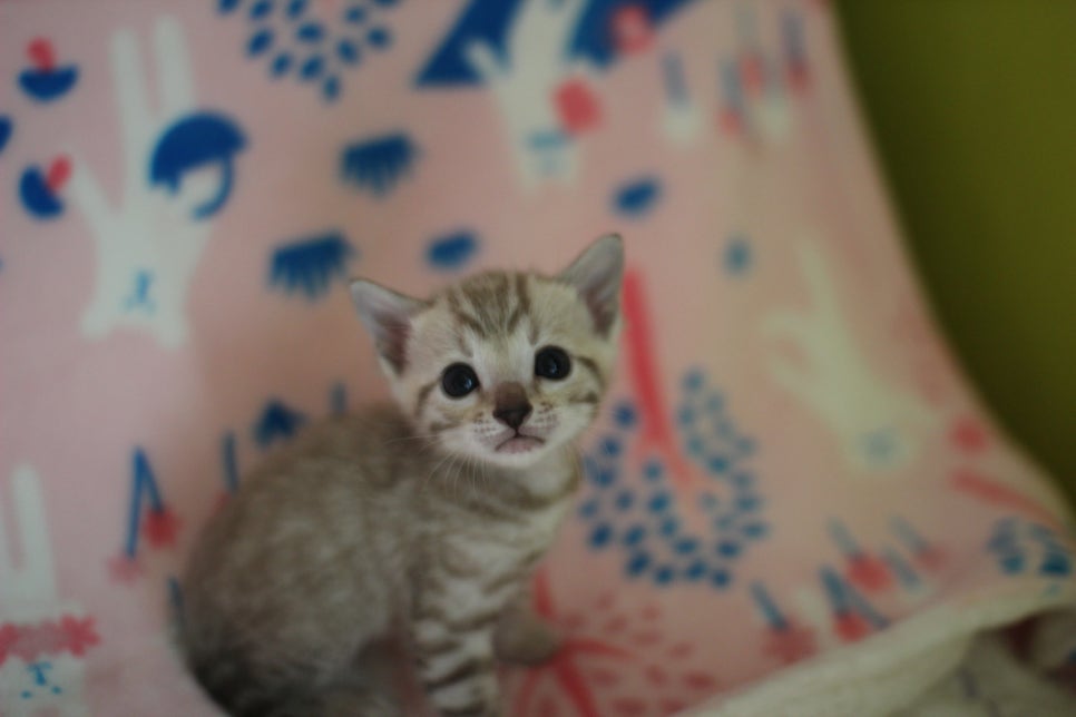 스노우뱅갈고양이 분양은 소유가 최고지! 관련 이미지 10