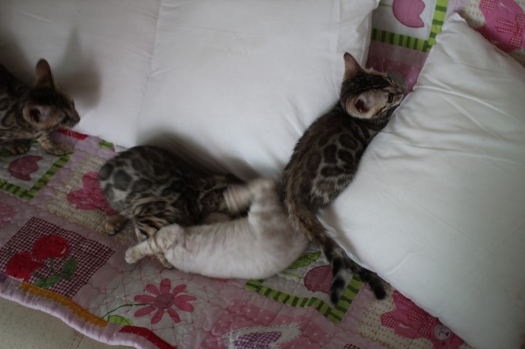 뱅갈고양이 꼬맹이들 놀아요~ 관련 이미지 11