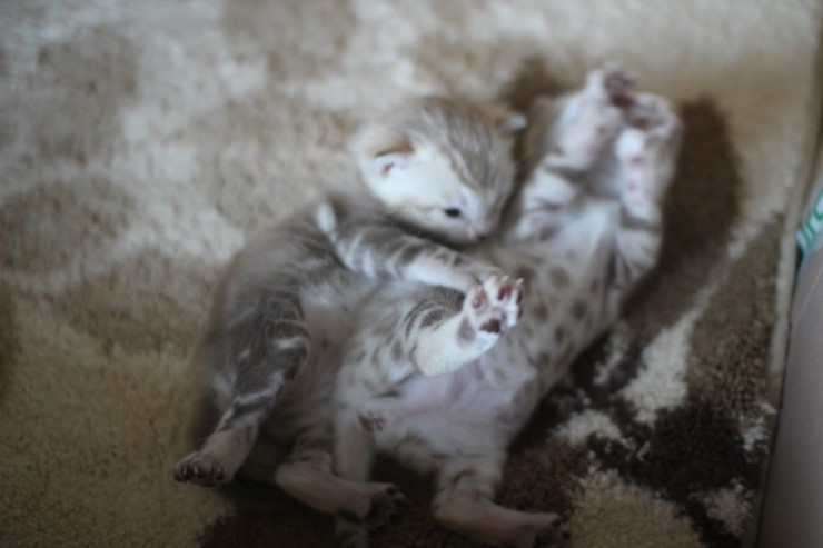 스노우 뱅갈고양이 밍크걸 보시고 가세요^^ 관련 이미지 29