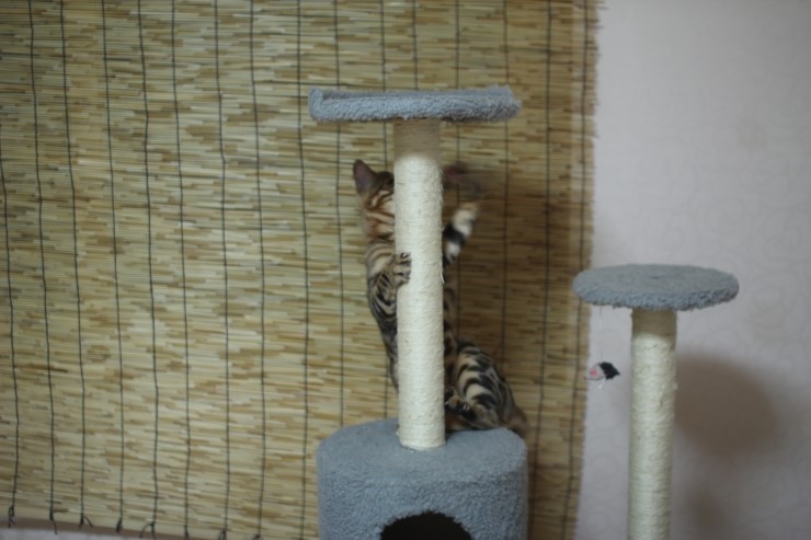 뱅갈고양이 장고 신났네요 ㅎㅎㅎ 관련 이미지 5