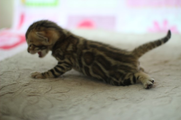 브라운 뱅갈고양이 꼬물이 걷기 시작했어요. 관련 이미지 5