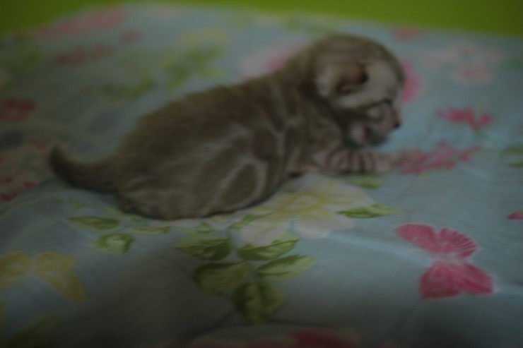 실밍크 스노우 뱅갈고양이 남아 꼬맹이예요 관련 이미지 13