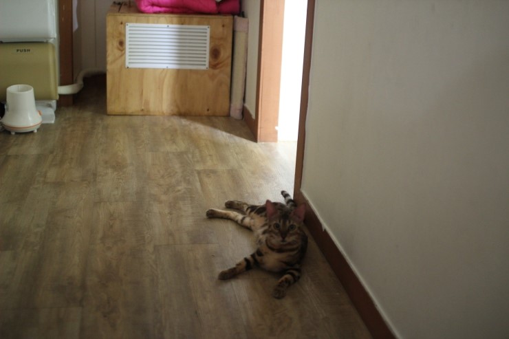 뱅갈고양이/벵갈고양이 아이들의 일상^^ 관련 이미지 4