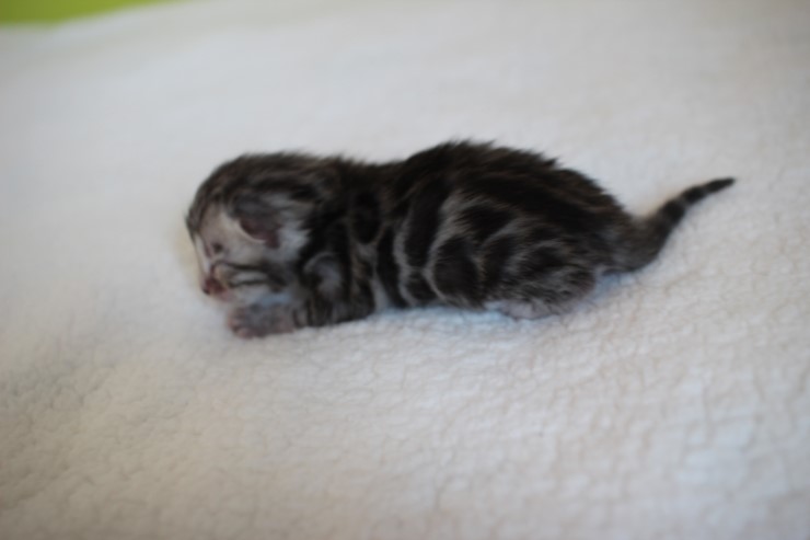 실버,브라운 뱅갈고양이 꼬물이들 사진 입니다 관련 이미지 6