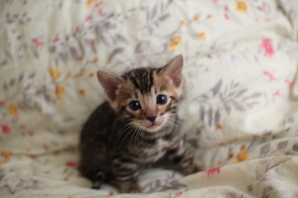 순둥이 개냥이 뱅갈고양이 남아 분양해요~ 관련 이미지 3