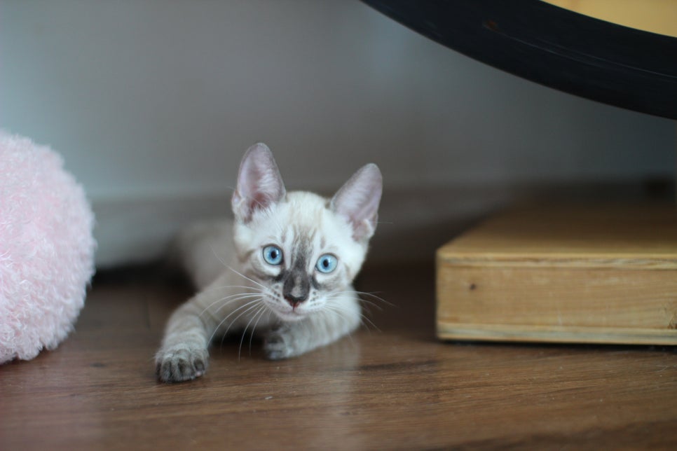 완전 강아지 같은 링스차콜 뱅갈고양이 남아 분양해여~ 관련 이미지 4