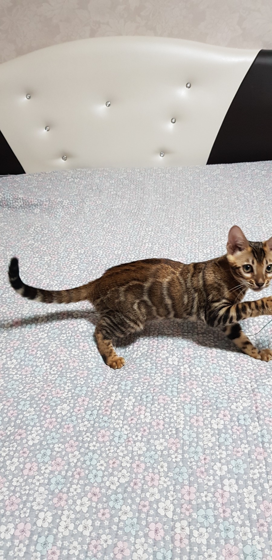 브라운 뱅갈고양이 여아 분양해요~ 관련 이미지 1