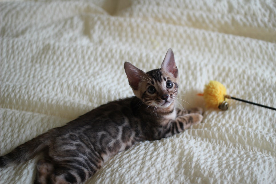 활발한 뱅갈고양이 남아3 분양해요~ 관련 이미지 5