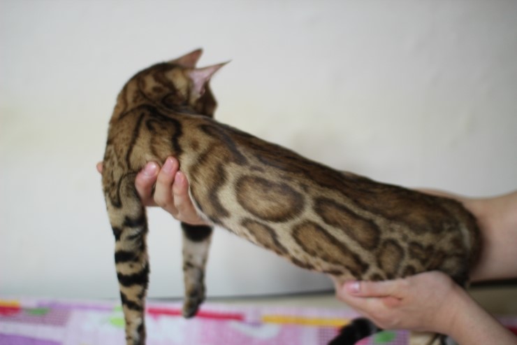 브라운 뱅갈고양이 세라예요~ 관련 이미지 2