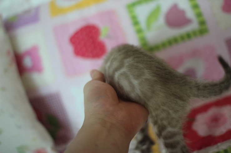 뱅갈고양이 분양 완전히 빠졌네 빠졌어~ 관련 이미지 9