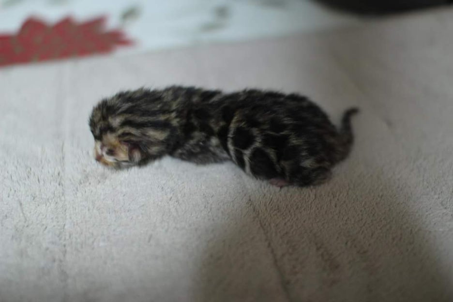 New litter 관련 이미지 5