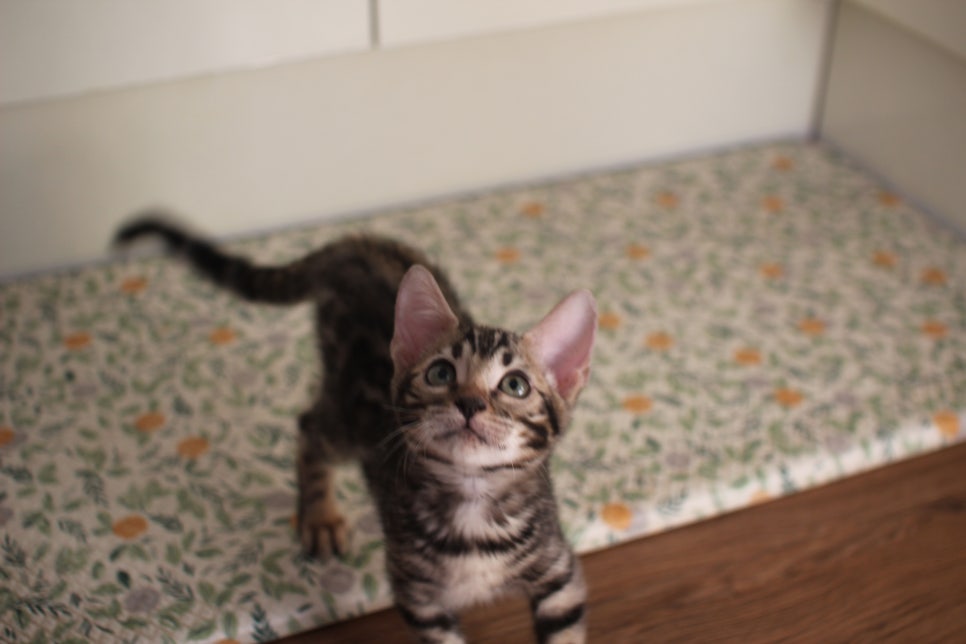 브라운 뱅갈고양이 분양중인 아이들 오늘 모습 입니다~ 관련 이미지 1