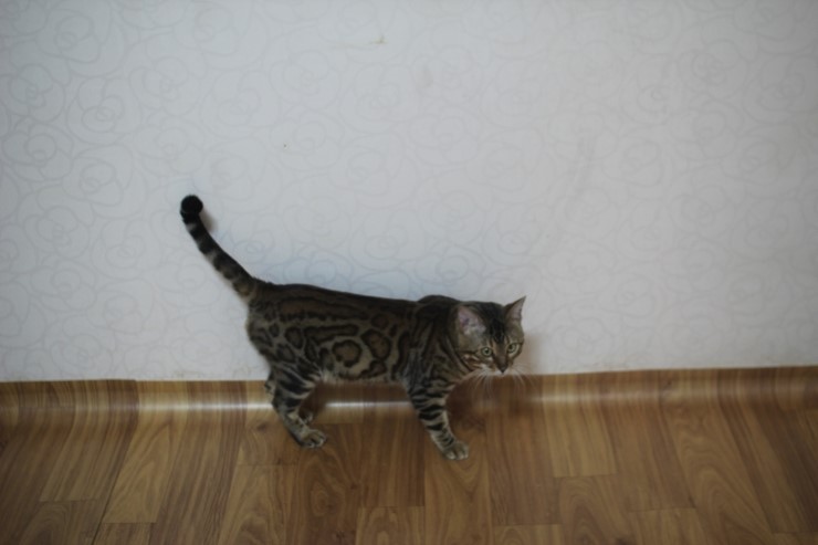 뱅갈고양이 장고 오랜만에 사진 올립니다~ 관련 이미지 3