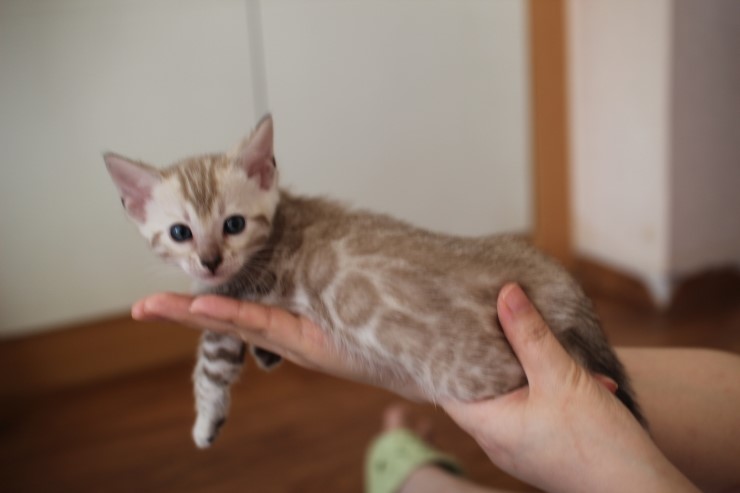 뱅갈고양이 분양 완전히 빠졌네 빠졌어~ 관련 이미지 17