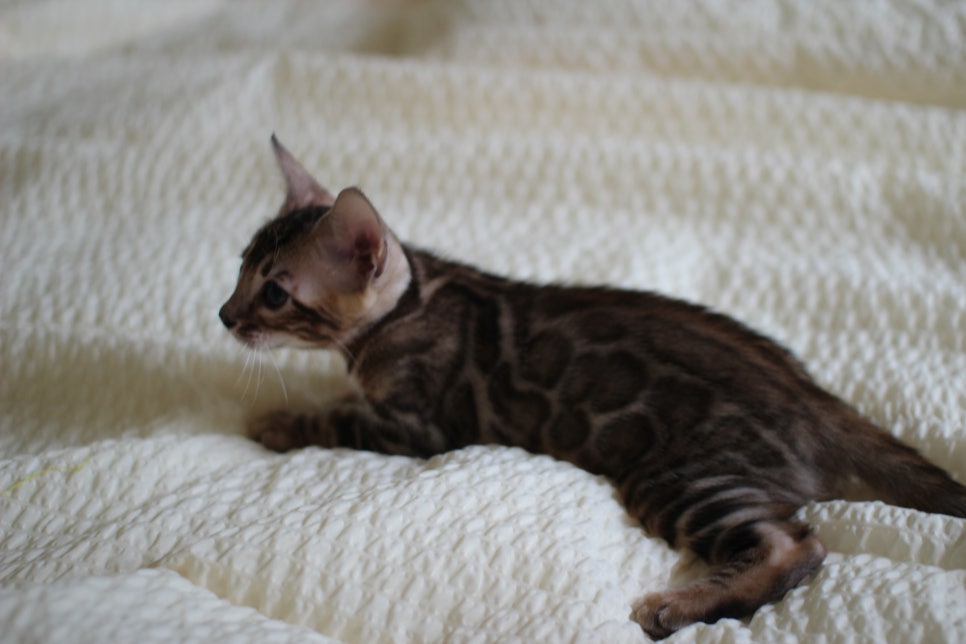 활발한 뱅갈고양이 남아3 분양해요~ 관련 이미지 6